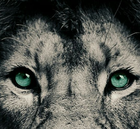 Meglépett a cirkuszból, órákig grasszált az oroszlán az olasz városban 