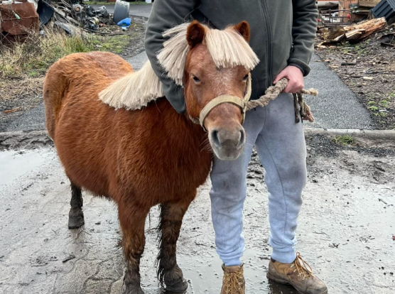 Ellopták a pónit az adácsi betlehemből