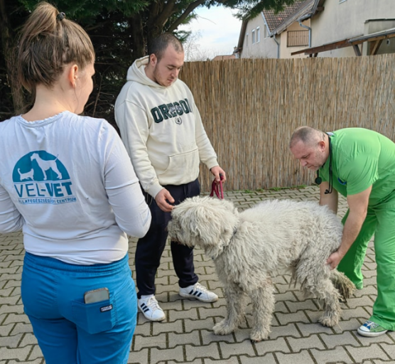 Csontsoványra éheztetett kutyákat mentettek Gárdonyban