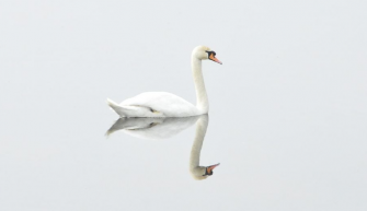 Hattyúkhoz riasztották a vízimentőket