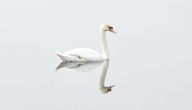 Hattyúkhoz riasztották a vízimentőket