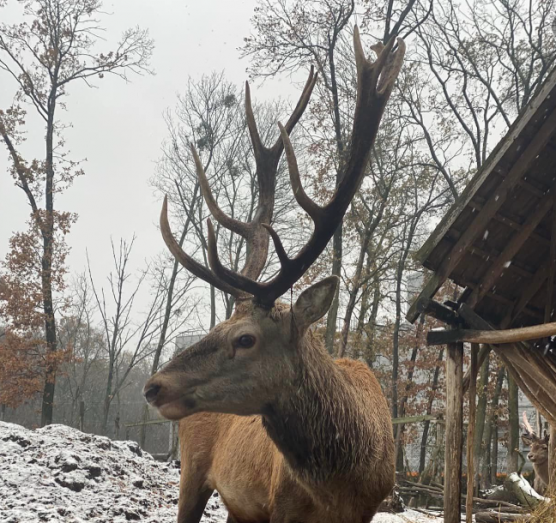 Valaki lelőtte a világhírű állatmentő két szelíd szarvasát Gödöllőn 