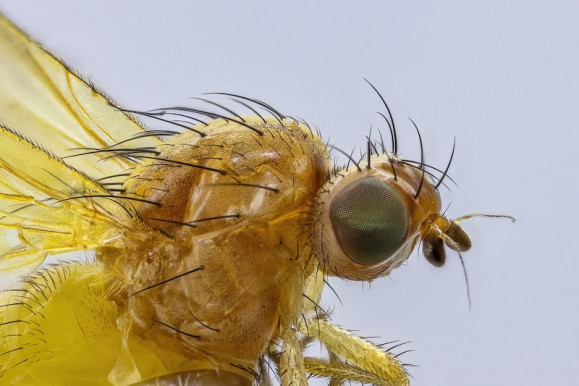 Vajda Flóra Noémi: Bogár a falon