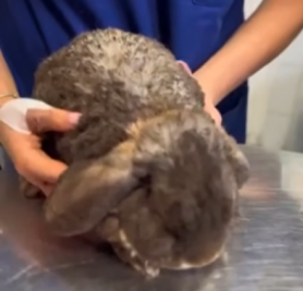 Győrfi Pál meglátogatott egy lábadozó nyulat