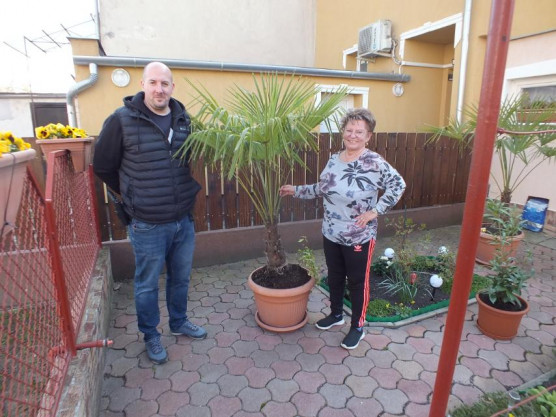 Megvannak a haramiák, akik Kunszentmártonban elloptak egy pálmát