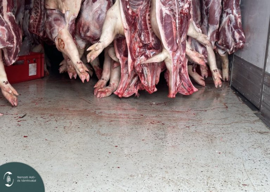 Két és féltonna rohadó disznóhúst találtak egy teherkocsiban