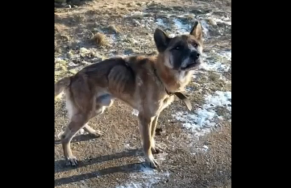 Rettenetes gyötrelmektől mentettek meg egy kutyát a bakonyi faluban (videóval)