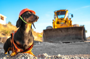 Politikus pólóban; egy előválasztás tök egyszerű tanulsága – Selmeci János jegyzete
