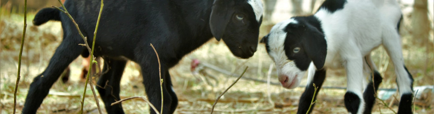 Választási mese – Dési János jegyzete