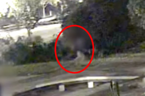 Ellopott egy mobilt, bedugta a bokorba, aztán hatezerért visszaadta a gazdájának, mint becsületes megtaláló (videóval)