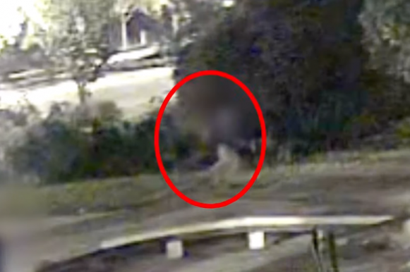 Ellopott egy mobilt, bedugta a bokorba, aztán hatezerért visszaadta a gazdájának, mint becsületes megtaláló (videóval)