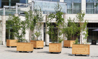 Térkő felett dézsás fák, avagy instant erdő Debrecenben