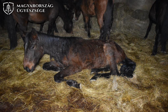 Borzalmas körülmények között gyötörte lovait a 78 éves rétsági gazda