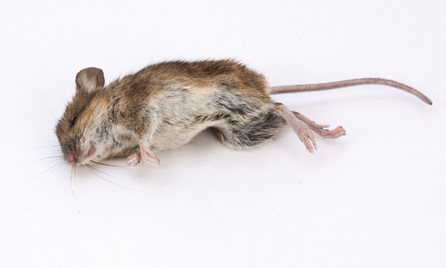 Rovarok  a hűtőben, döglött egér az ételkészítő gép alatt  - kínai horroréttermet zárt be a NAV Kecskeméten