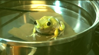 Béka – Józsa Márta jegyzete