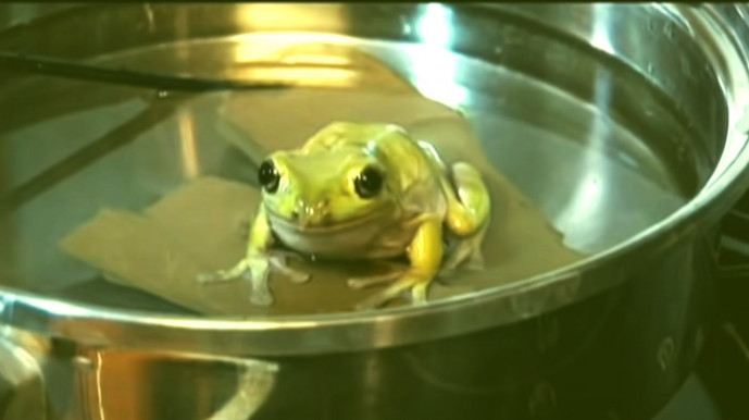 Béka – Józsa Márta jegyzete