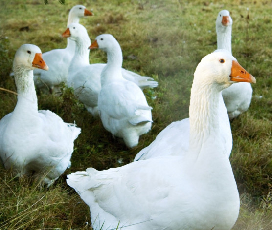 Kétmilliárd semmire sem elég, tegyen hozzá még 98-at a miniszter úr!