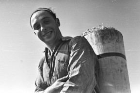 Anno Budapest: Szüret