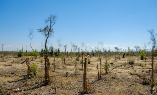 Egy teljes Lettországnyi erdőt irtottak ki tavaly a világon