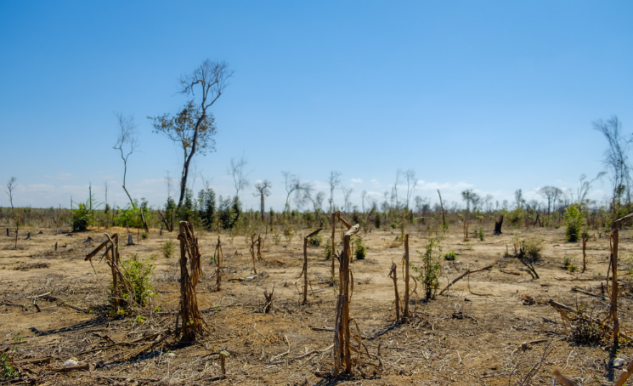 Egy teljes Lettországnyi erdőt irtottak ki tavaly a világon