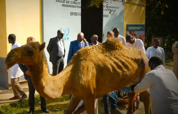 Az Orbán-kormány közreműködésével tanultak új tevefejési módszert a csádiak