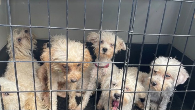 Senki nem árulhat többé kutyákat és macskákat az állatvásárokon