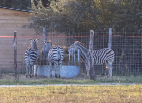 25 bölényre, tíz zebrára, hat dagesztáni túrra és két antilopra kapott engedélyt Mészáros Lőrinc vadásztársasága