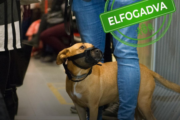 Január 1-től ingyen lehet kutyát és kerékpárt szállítani a MÁV-csoport járatain Budapesten belül