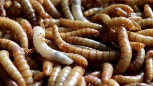 Megvan az engedély, jöhet a kukacporral dúsított kenyér 