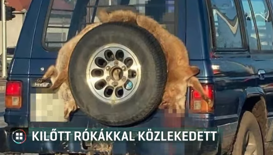 Fejbe lőtt rókákkal ékesítette a terepjáróját egy úrvezető Nyíregyházán 