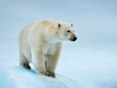 A Magyar Honvédség címerállata nem egy jegesmedve