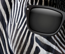 A zebra, a legerősebb állat - Dési János jegyzete