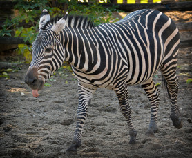 A Klubrádió zebrája az apazebra az állatkertben