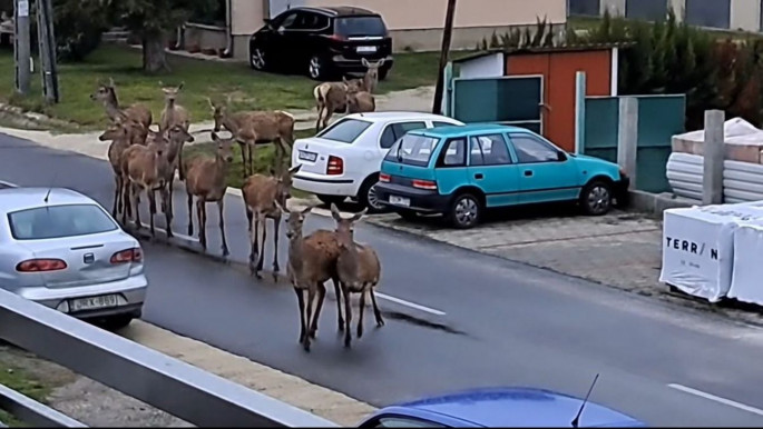 Videón, ahogy egy komplett szarvascsorda bóklászik Balatonbogláron