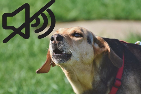 A néma kutya ugatása - Neuman Gábor jegyzete