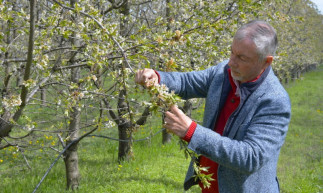 Mi köze az áfának a tavaszi fagyokhoz?