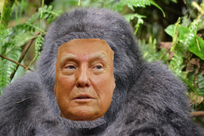 A gorilla - Szénási Sándor jegyzete