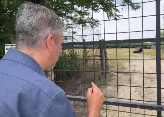 Hadházy megmutatta a hatvanpusztai bölényt 