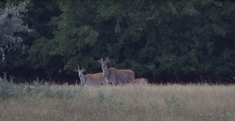 Reagált a Mészáros Csoport a Hatvanpusztánál levideózott antilopokra