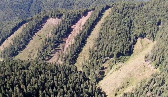 Tarvágás – Józsa Márta jegyzete