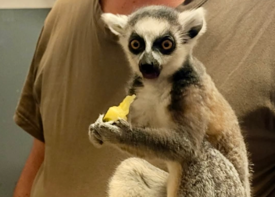 Gyűrűsfarkú makival az anyósülésén kaptak el egy embert az Orczy úton