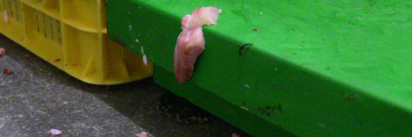 Penészes húscafatok, patkányürülék, rovartetemek - két húsüzemre csaptak le az ellenőrök