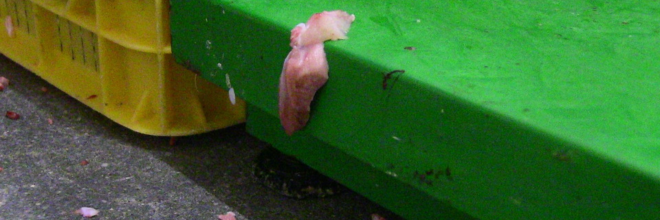 Penészes húscafatok, patkányürülék, rovartetemek - két húsüzemre csaptak le az ellenőrök