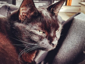 Szegény Manci; cica-adó tönkretette a családomat – Selmeci János jegyzete