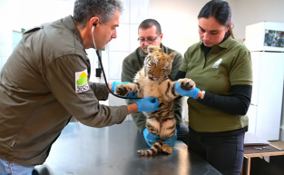 Stílszerű nevet kapott a tiszafüredi drograzzián elkobozott kistigris  