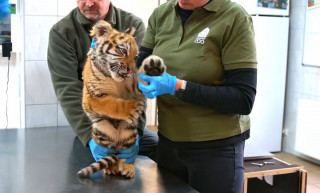 Tigrisbukfenc – Józsa Márta jegyzete