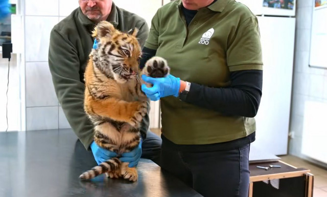 Tigrisbukfenc – Józsa Márta jegyzete