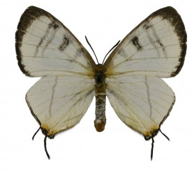 Krasznahorkairól neveztek el egy lepkét