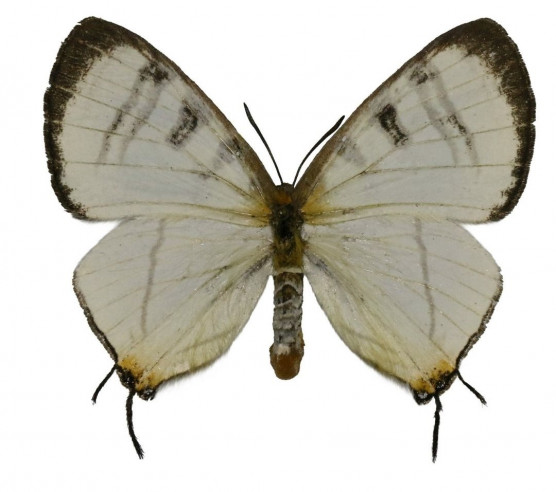 Krasznahorkairól neveztek el egy lepkét