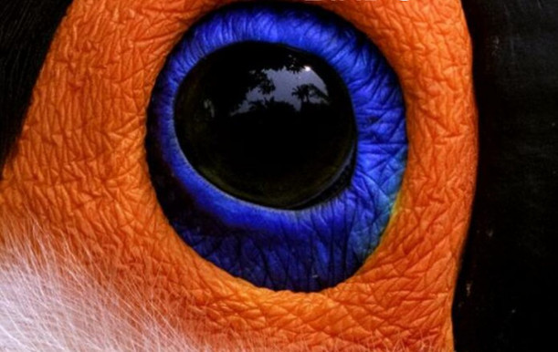 Te miért fényképezel madarakat?